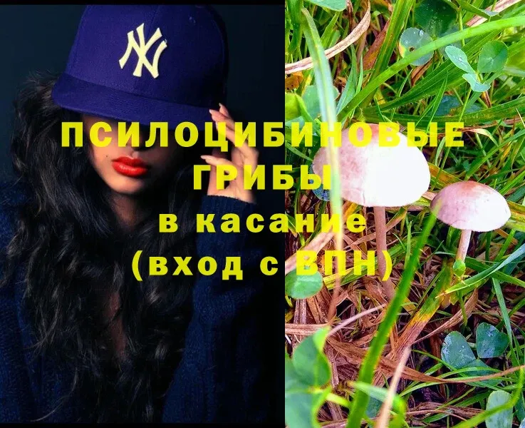 МЕГА   Семикаракорск  Галлюциногенные грибы Psilocybe 